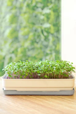 Micropod Microgreens Starter Kit